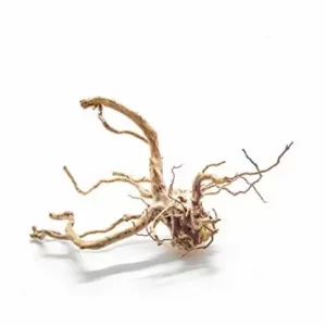 Legno Azalea root