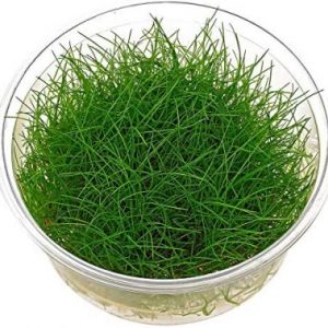 Eleocharis parvula (Cup)