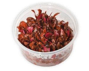 Alternanthera reineckii 'mini' (Cup)