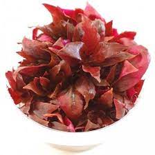 Alternanthera reineckii 'pink' (Cup)