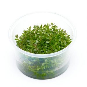 Rotala rotundifolia (Cup)