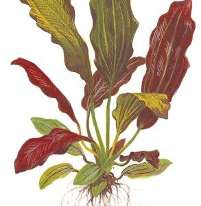 Echinodorus barthii (vasetto)