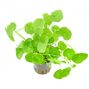 Hydrocotyle leucocephala (vasetto)