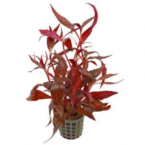 Alternanthera reineckii "Rosaefolia" (vasetto)