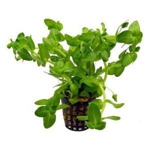 Bacopa caroliniana (vasetto)