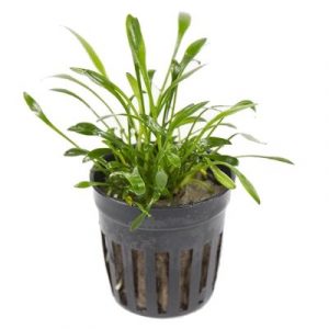 Cryptocoryne parva (vasetto)