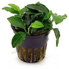 Anubias nana bonsai (vasetto)