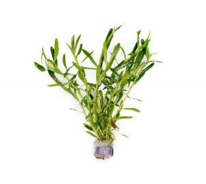 Heteranthera zosterifolia (vasetto)