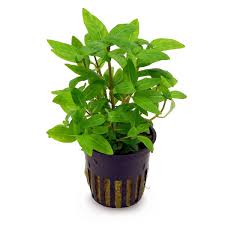 Staurogyne repens (vasetto)