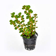 Rotala Vietnam H'ra (vasetto)