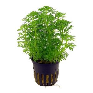 Limnophila sessiliflora heterophylla (vasetto)