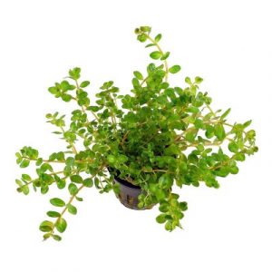 Rotala rotundifolia (vasetto)